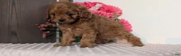 Cavapoo dogs for sale: Talia - Ad 9