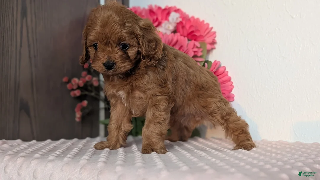 Cavapoo dogs for sale: Talia - Ad 9