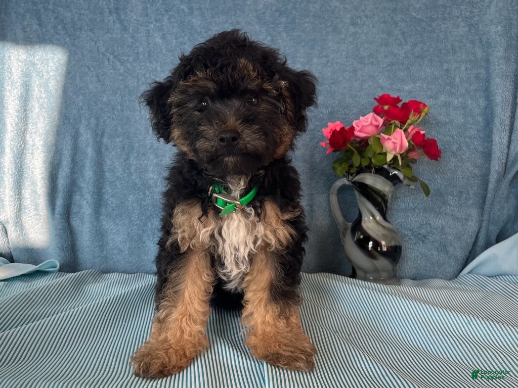 Yorkiepoo dogs Skipper - Ad 1