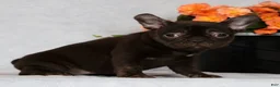 French Bulldog dogs for sale: Becca - Ad 4