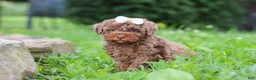 Miniature Poodle dogs for sale: Cookie - Ad 4