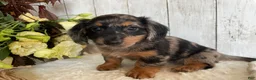 Miniature Dachshund dogs for sale: Lincoln  - Ad 5