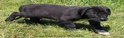 Great Dane dogs for sale: Max - Ad 5