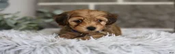 Yorkiepoo dogs for sale: Peanut - Ad 6