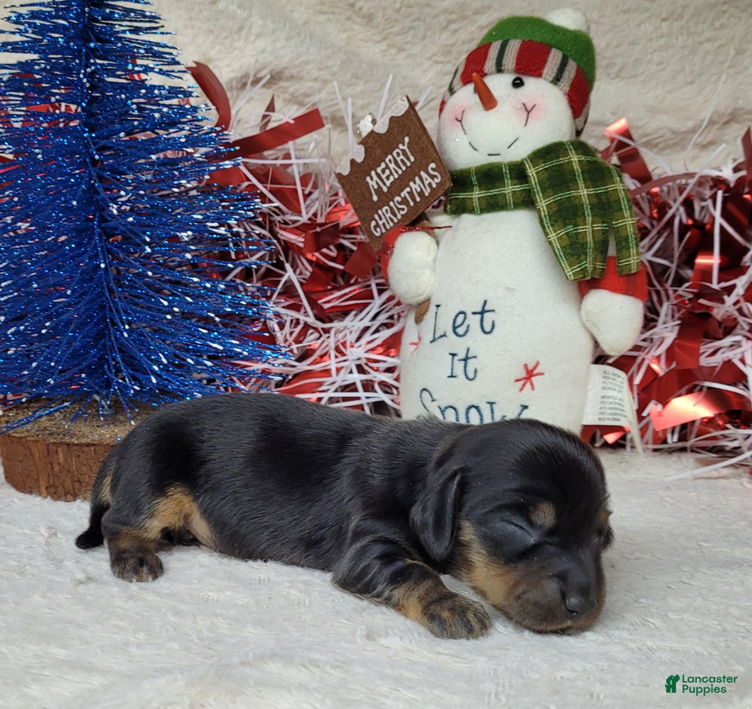 Miniature Dachshund dogs for sale: AKC Zarah - Ad 4
