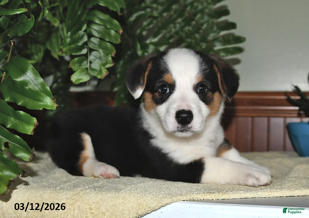 Welsh Corgi Pembroke dogs for sale: Sally - Ad 3