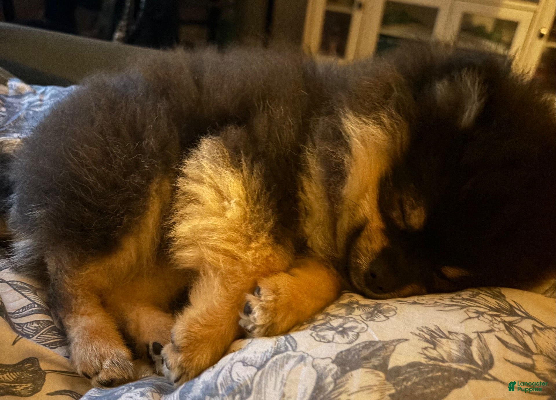 Pomeranian dogs for sale: Pomeranian 1 - Ad 10