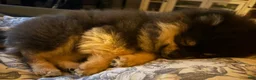 Pomeranian dogs for sale: Pomeranian 1 - Ad 1