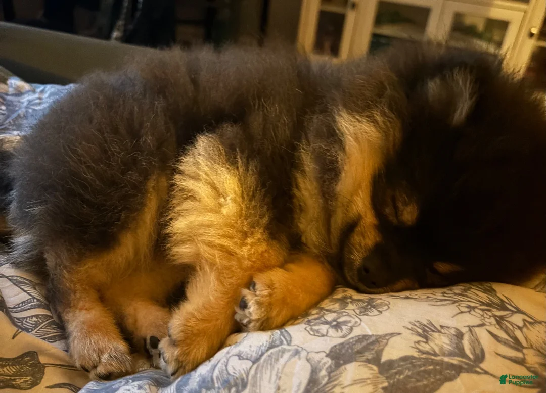 Pomeranian dogs for sale: Pomeranian 1 - Ad 1