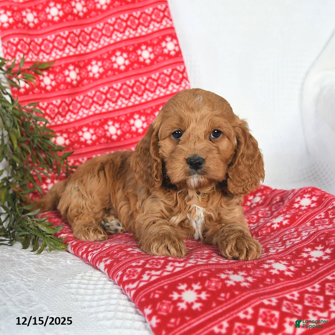 Cockapoo dogs for sale: Orbit - Ad 2