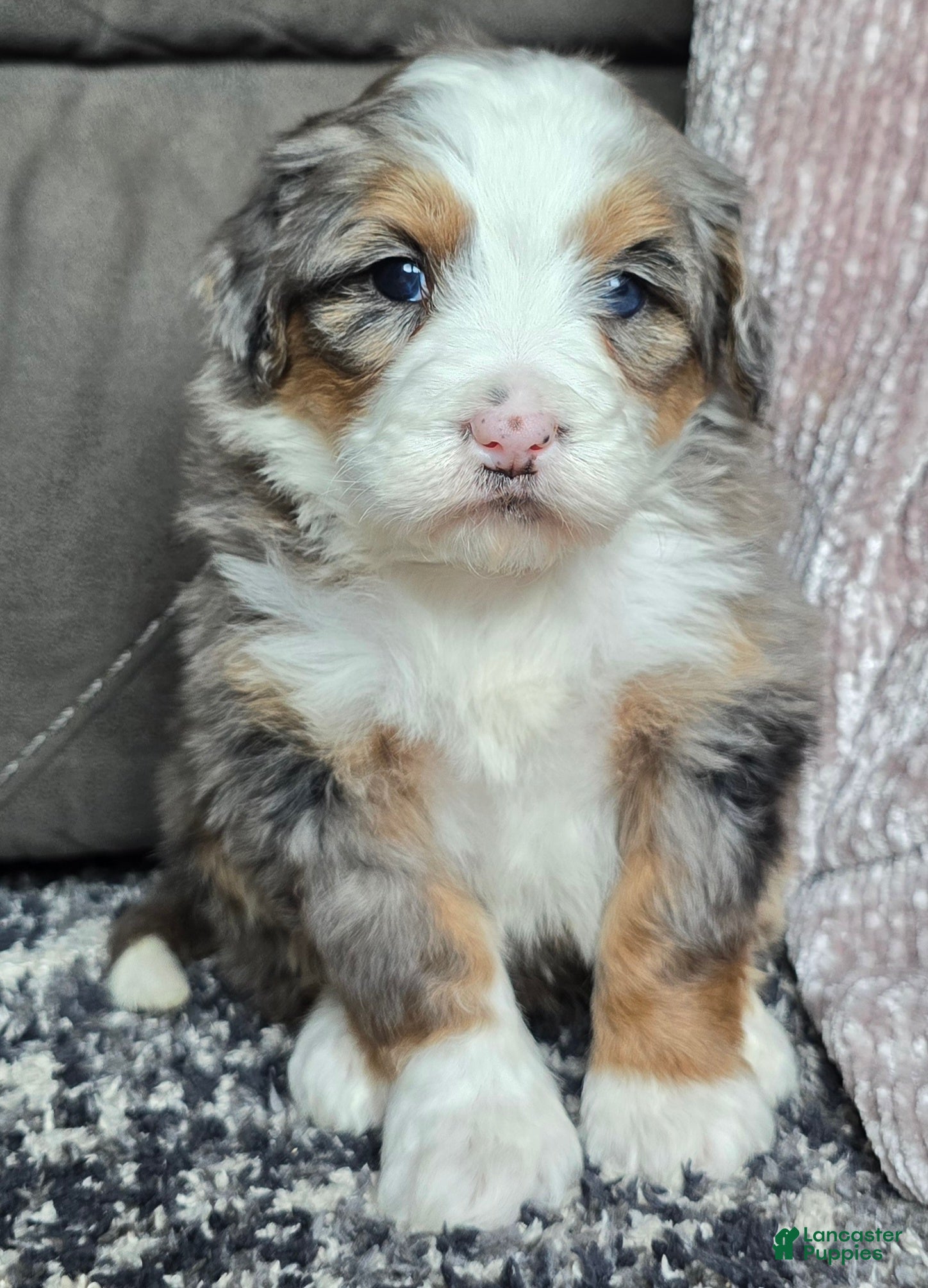 Mini Bernedoodle dogs Mini Oakley - Ad 14