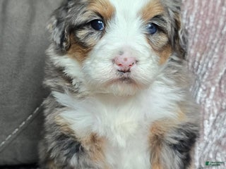 Mini Bernedoodle dogs Mini Oakley - Ad 14