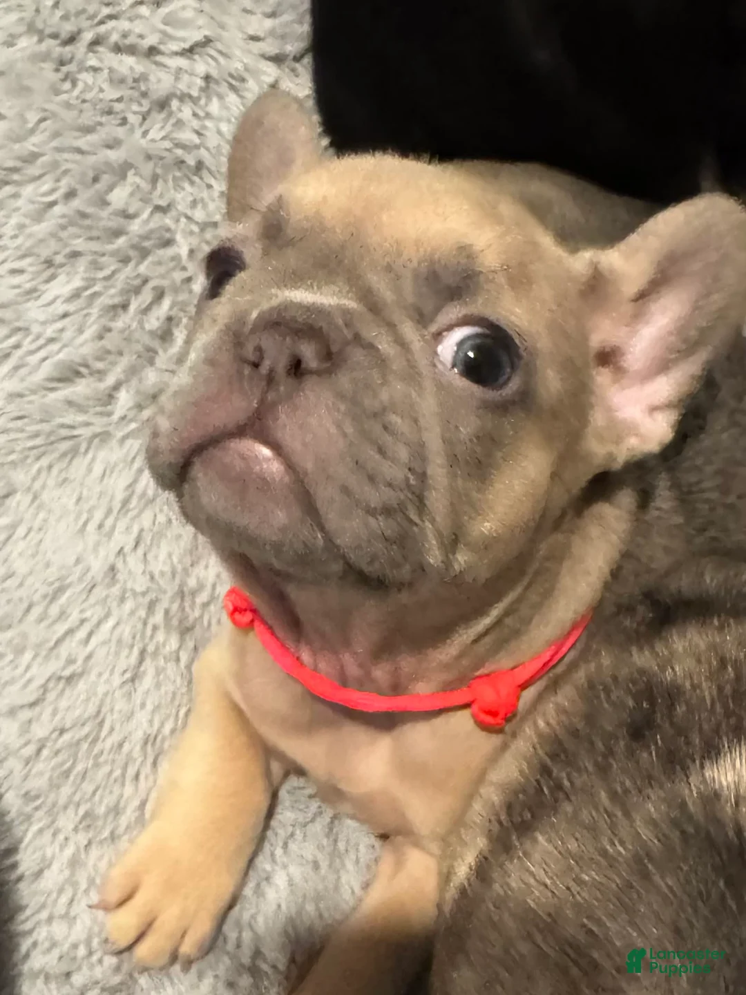 French Bulldog dogs for sale: Blessing - Ad 2