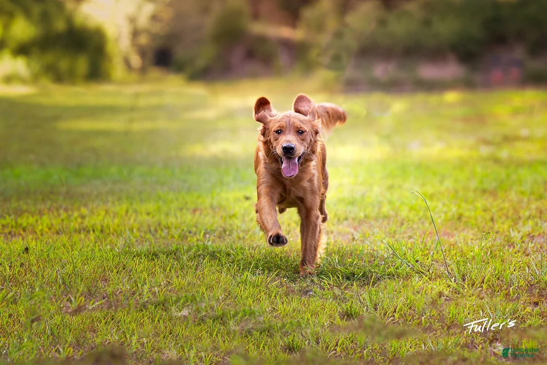 Golden Retriever dogs for sale: Ms. Yellow - Ad 3