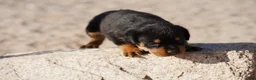 Rottweiler dogs for sale: Rott M2 - Ad 3