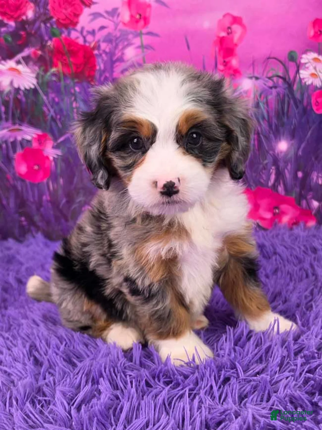 Mini Bernedoodle dogs for sale: Paisley - Ad 1