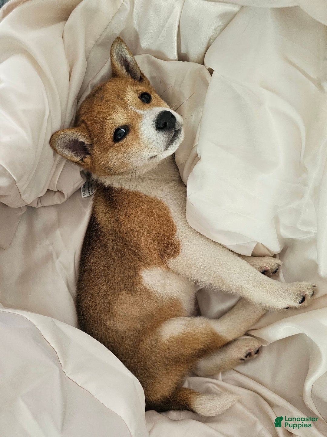 Shiba Inu dogs for sale: Female Shiba Inu Puppy - Ad 2