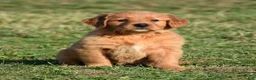 Golden Retriever dogs for sale: Taffy       Genetic/OFA - Ad 11