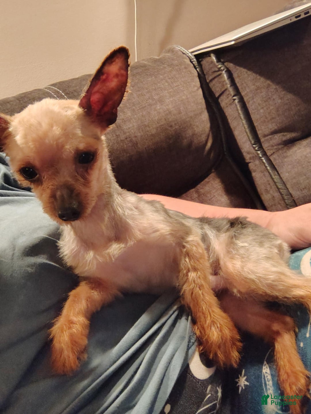 Yorkshire Terrier dogs for sale: Oscar - Ad 3