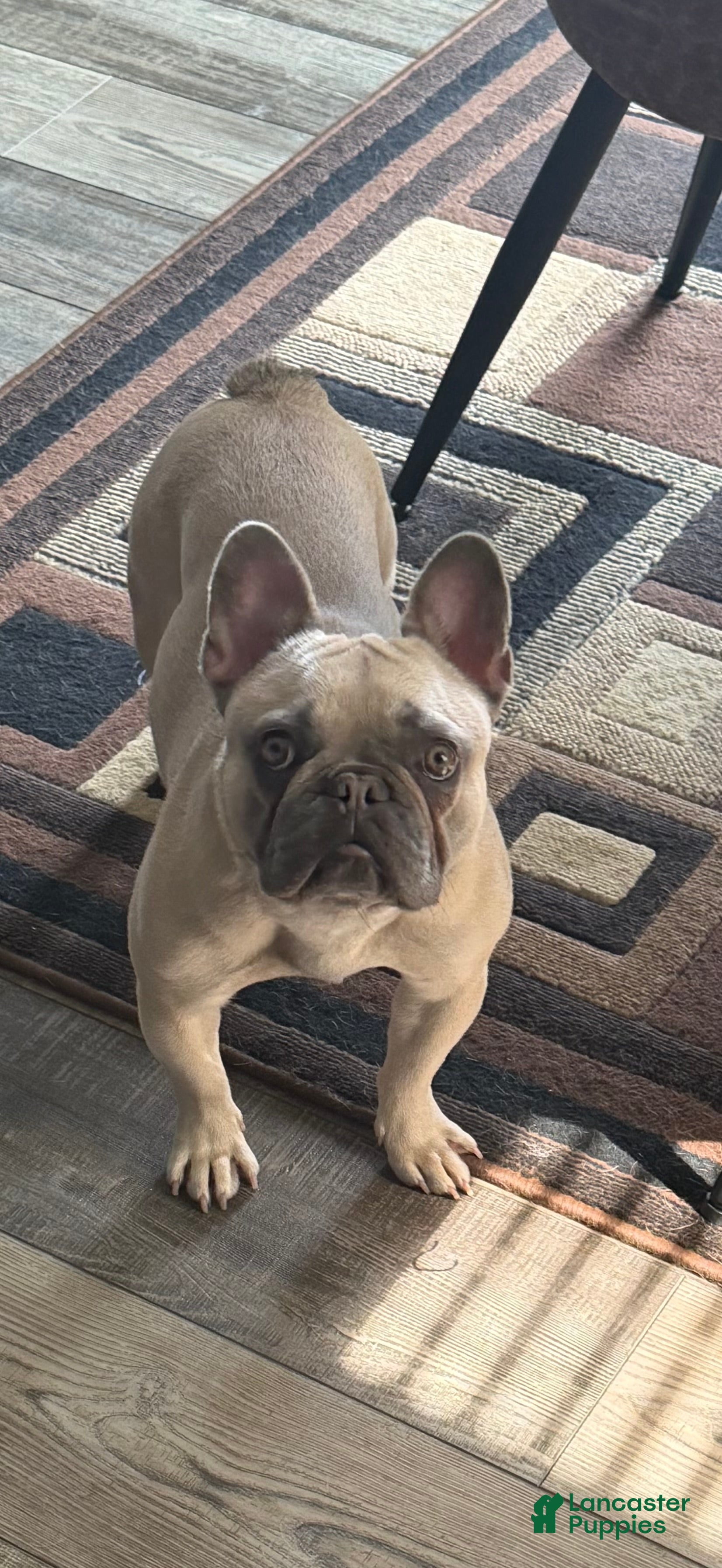 French Bulldog dogs Zyra - Ad 37