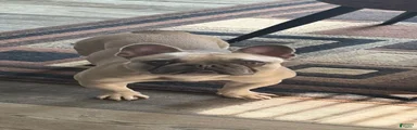 Zyra