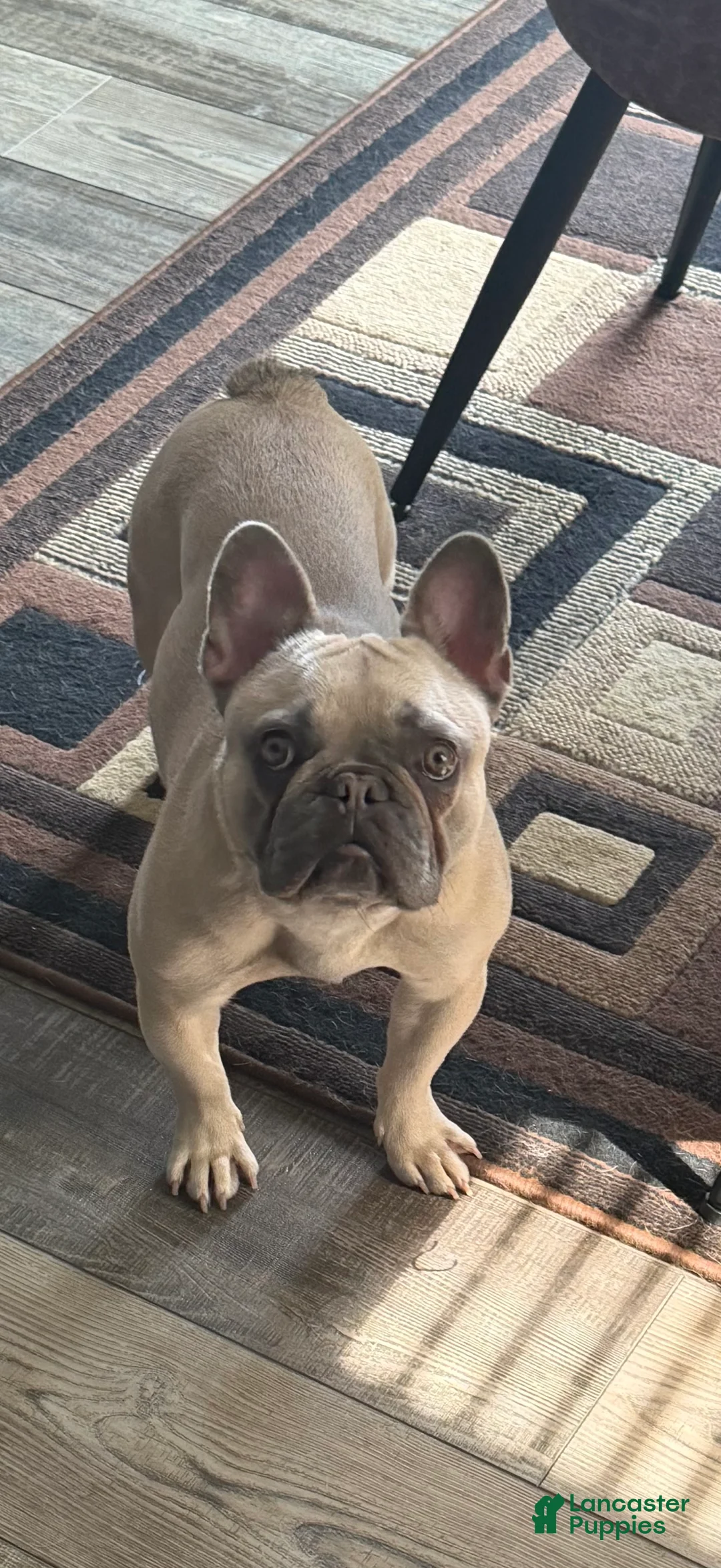 French Bulldog dogs for sale: Zyra - Ad 1