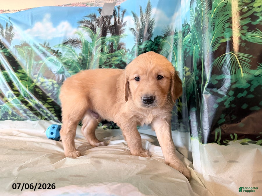 Golden Retriever dogs Cyler - Ad 1