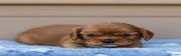 Cavalier King Charles Spaniel dogs for sale: Hazel Cavalier King Charles Spaniel  - Ad 12