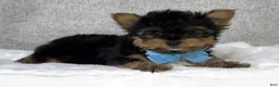 Yorkshire Terrier dogs for sale: Chico - Ad 6