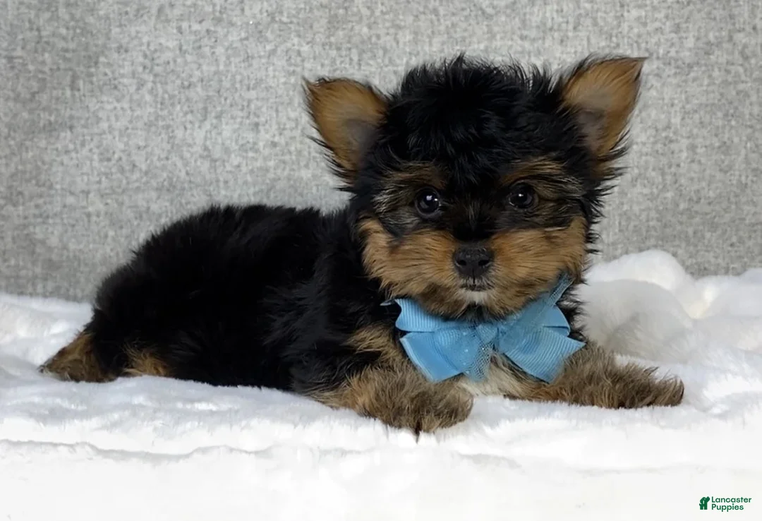 Yorkshire Terrier dogs for sale: Chico - Ad 6