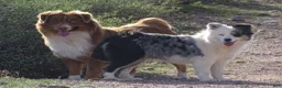 Australian Shepherd dogs for sale: Red merle male with one blue eye - Ad 15
