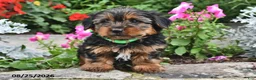 Yorkshire Terrier dogs for sale: Tigger - Ad 3