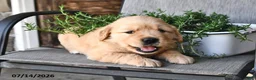 Golden Retriever dogs for sale: Zilla - Ad 4
