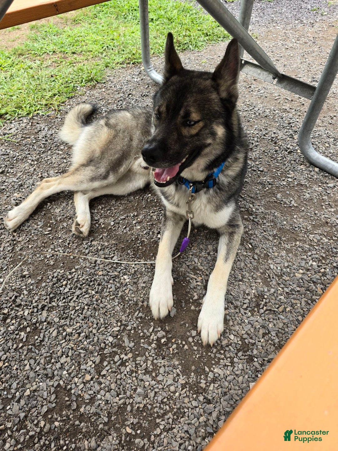 Husky Dog Pitbull German Shepherd Husky Mix Puppy Siberian Husky