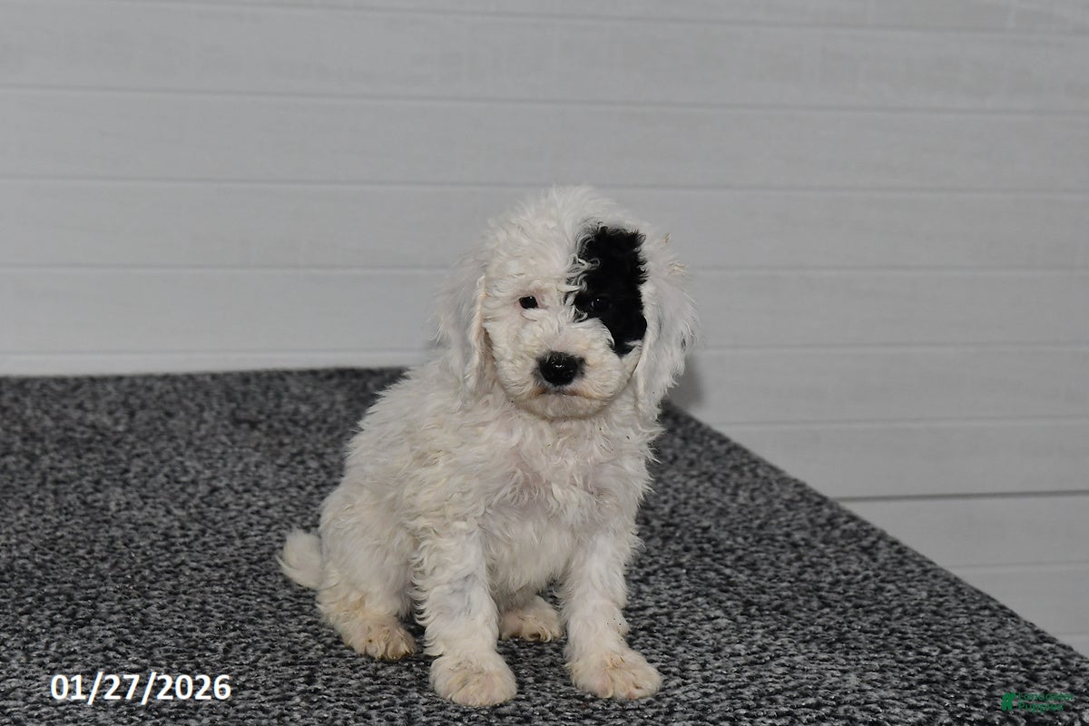 Mini Sheepadoodle dogs Elsa - Ad 1