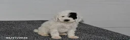 Mini Sheepadoodle dogs for sale: Elsa - Ad 1