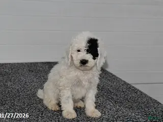 Mini Sheepadoodle dogs Elsa - Ad 1
