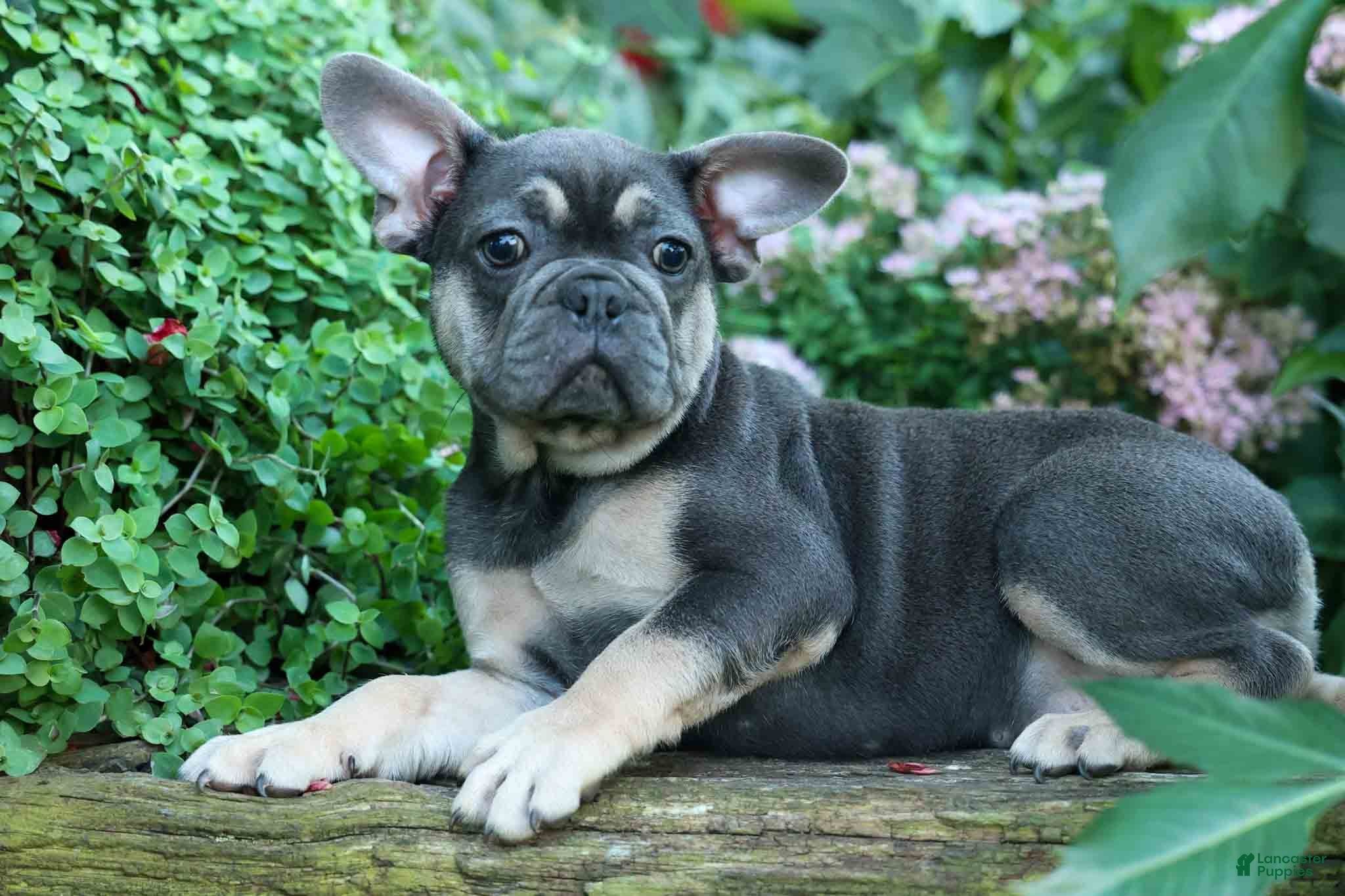 French Bulldog dogs Edison - Ad 1