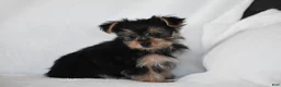 Yorkshire Terrier dogs for sale: Olive - Ad 6