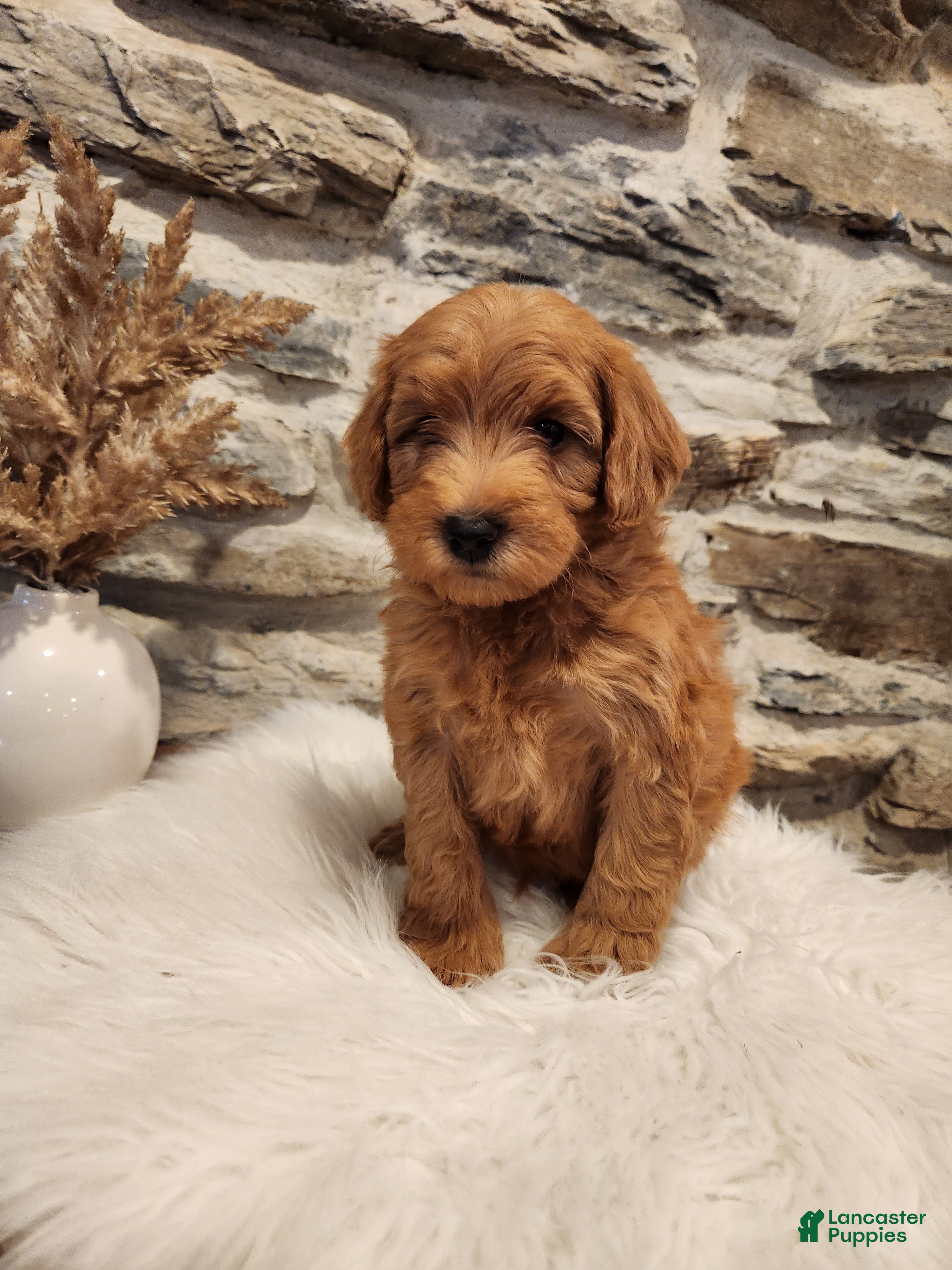 Mini Goldendoodle dogs BOSWELL - Mini Goldendoodle Puppy 6 - Ad 2