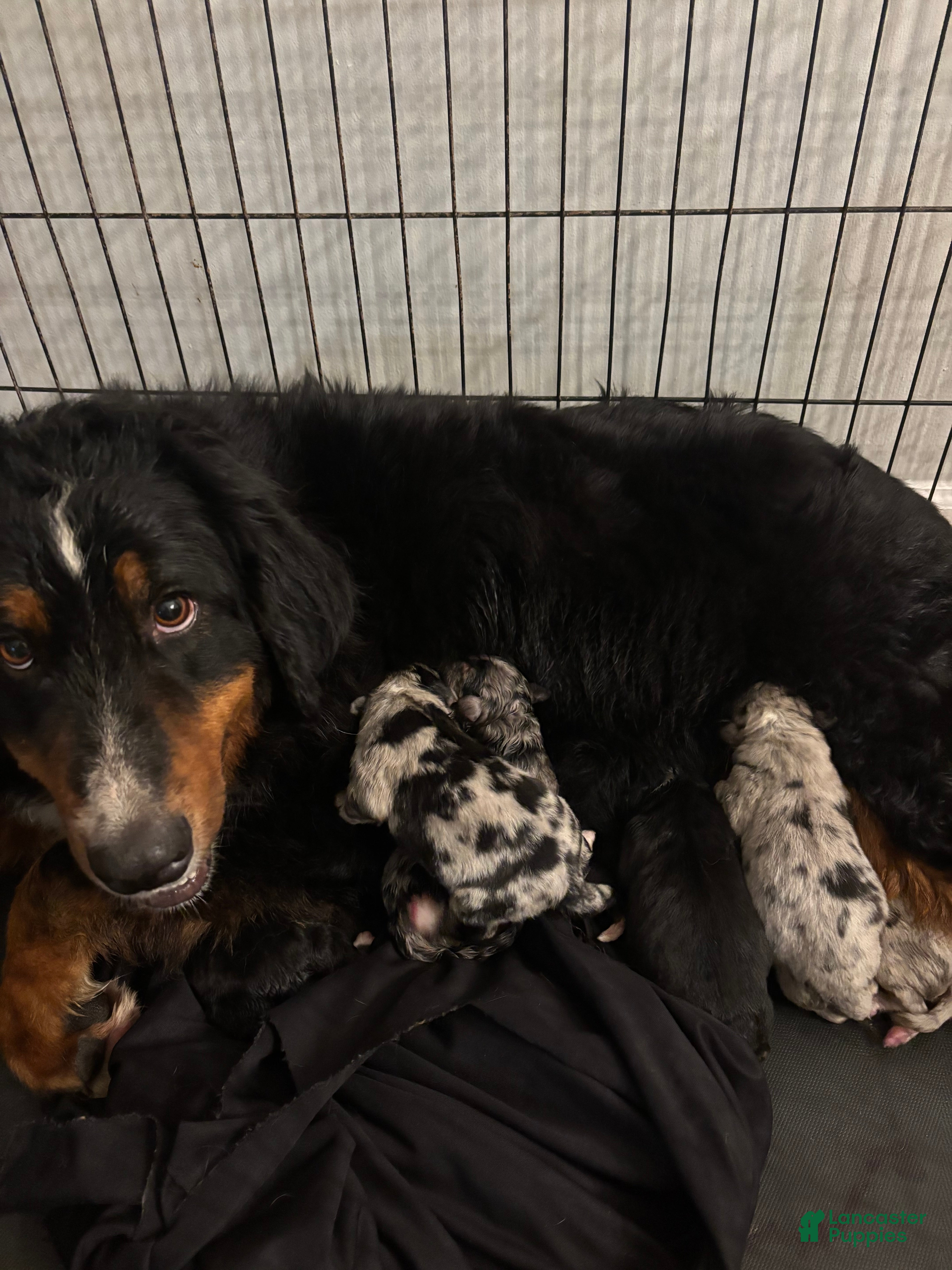 Mixed Breed dogs Black tri girl 3 - Ad 1