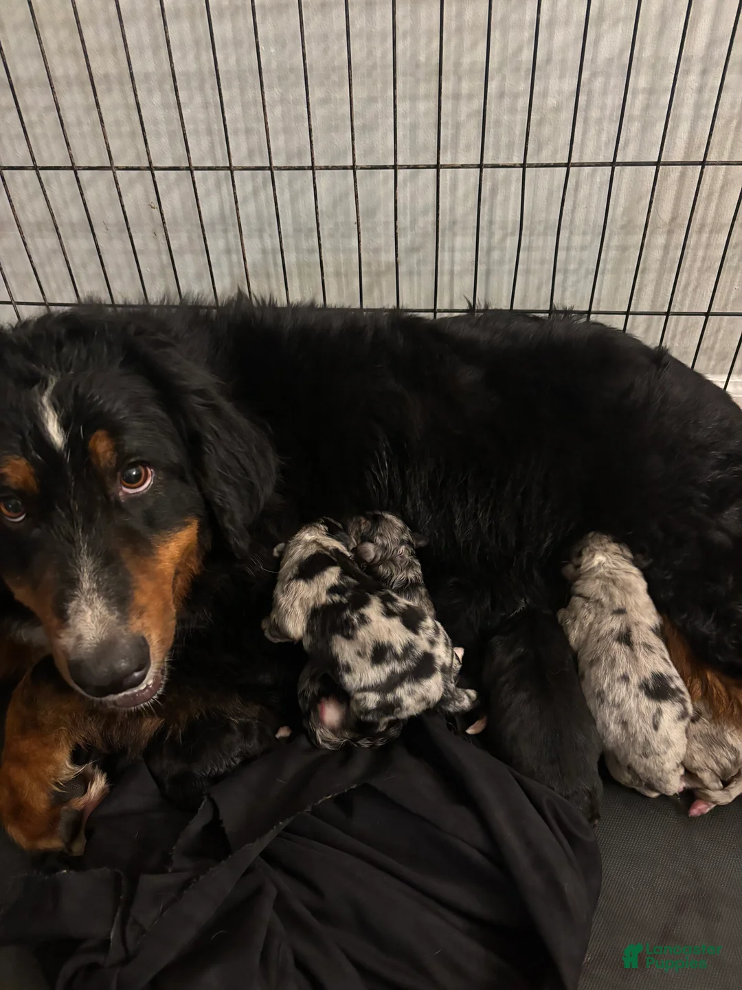 Mixed Breed dogs for sale: Black tri girl 3 - Ad 1