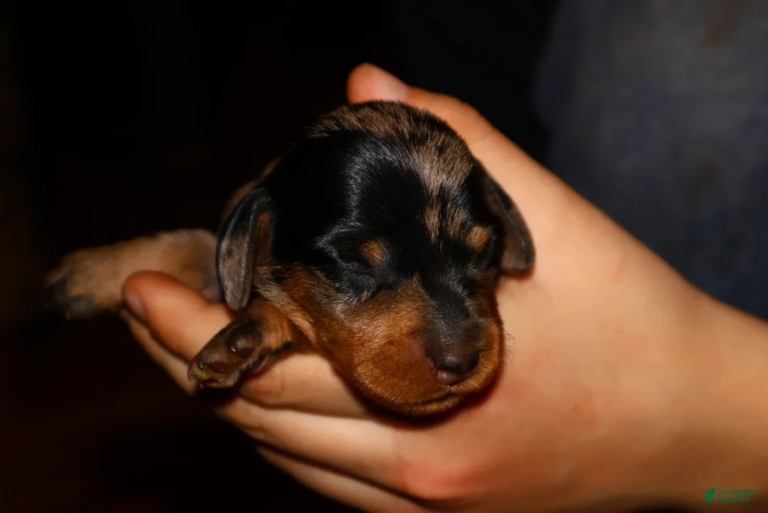 Miniature Dachshund dogs for sale: thelma - Ad 3