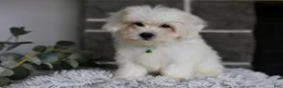 Maltipoo dogs for sale: Frankie - Ad 6