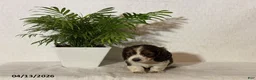 Miniature Dachshund dogs for sale: Austin - Ad 3