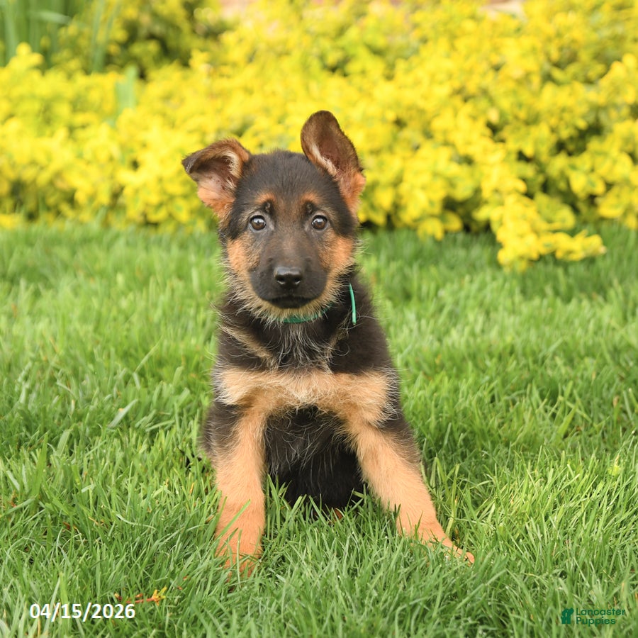 German Shepherd dogs Gracie - Ad 2
