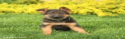 German Shepherd dogs for sale: Gracie - Ad 2