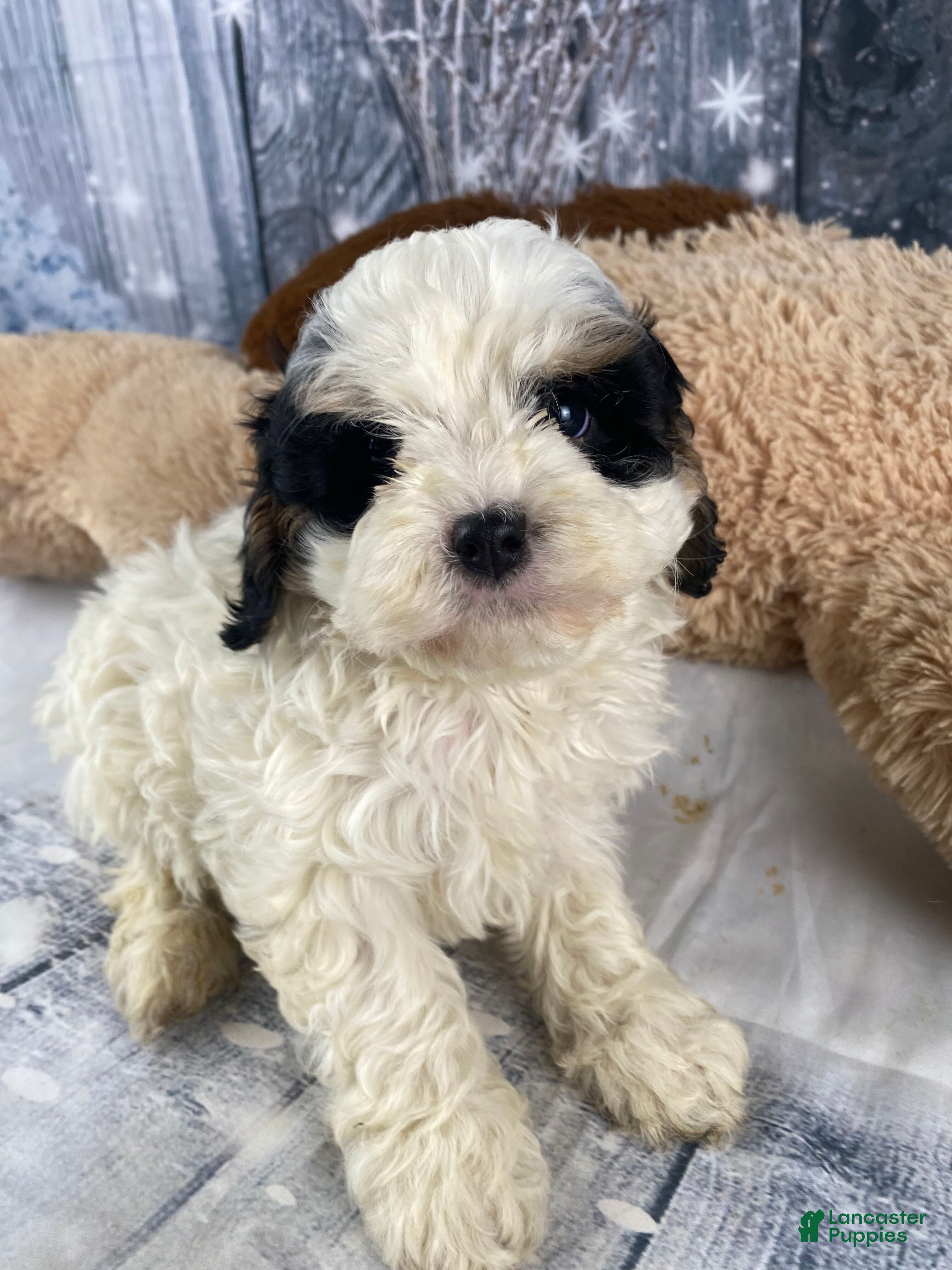 Cavapoo dogs Jovan - Ad 2