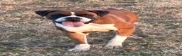 Boxer dogs for sale: Creed - Ad 8