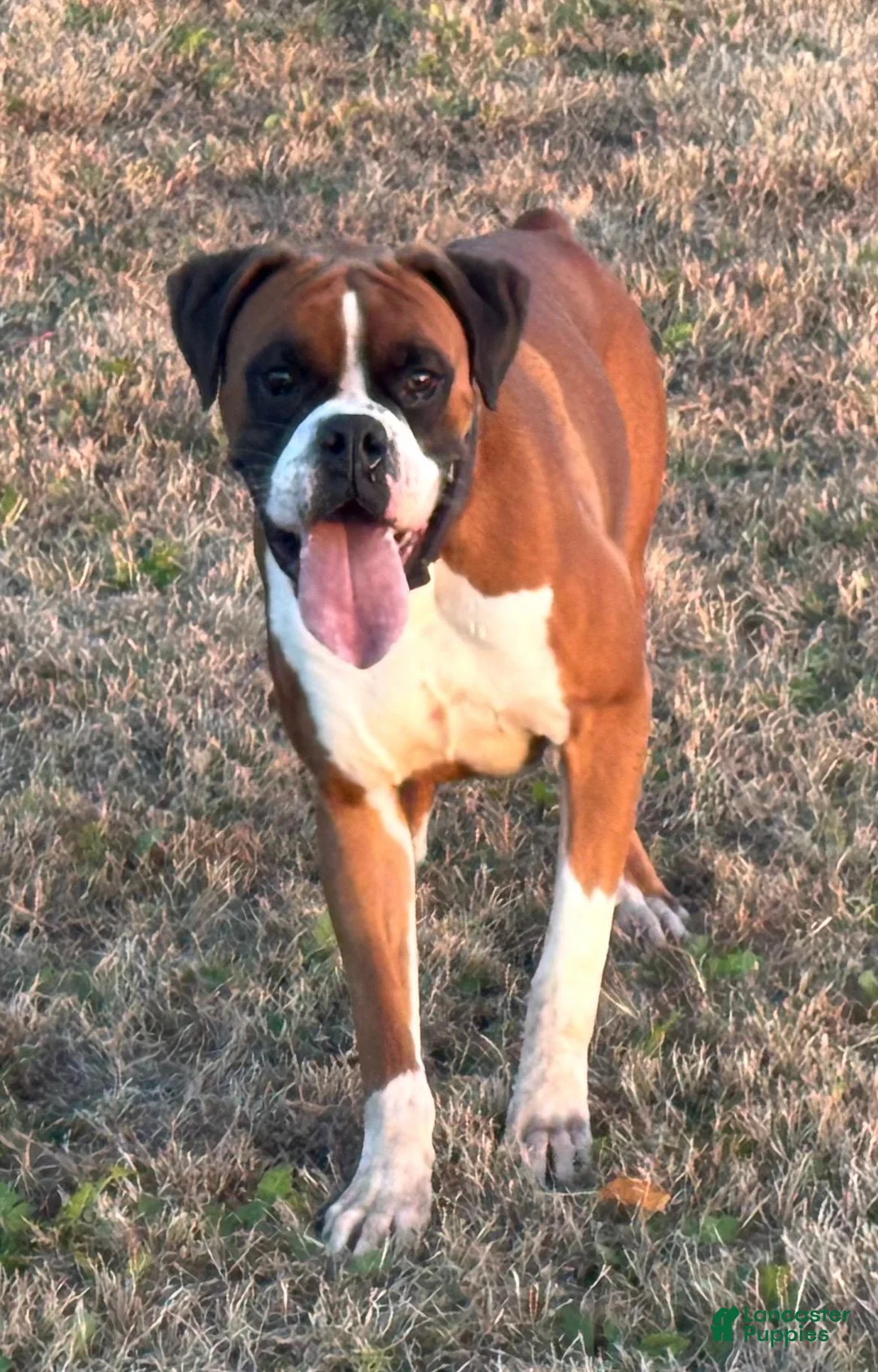 Boxer dogs for sale: Creed - Ad 8